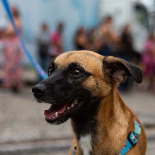Prefeitura de VR lança atendimento veterinário móvel e gratuito em parceria com a Estácio